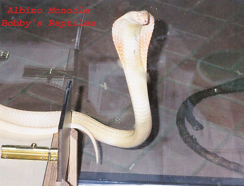 MY MALE ALBINO MONOCLE 1 copy.jpg [106 Kb]